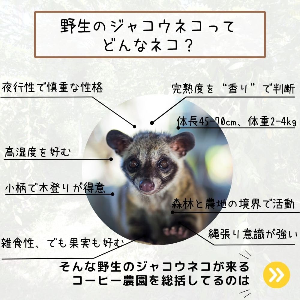 Amazon | ジャコウネココーヒー コピルアク コピルアック 自家焙煎